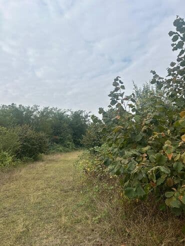 qubada torpaq satilir 2020: 110 sot, Tikinti — 9