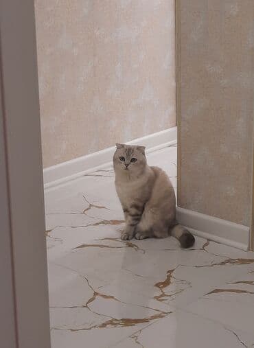 Şotland, Erkək, Cütləşmə üçün