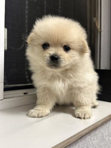 померанский шпиц цена: Шпиц, 1 месяц, Самец — 9