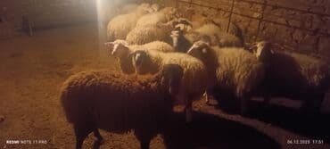 Аквариумы: Qoyun sürüsü – ətlik və damazlıq üçün - Növ: yerli qarışıq cinslər — 5