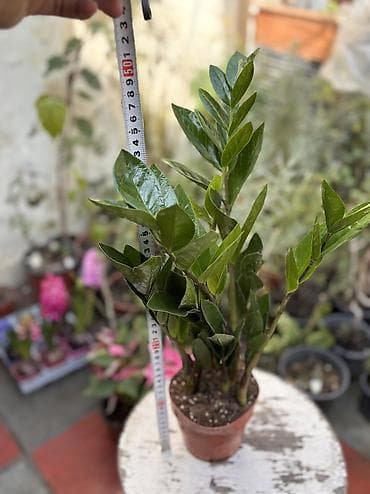 qirmizi gul: Dollar gülü. "İstifadəçinin bütün elanları"qisminə toxunaraq digər — 1