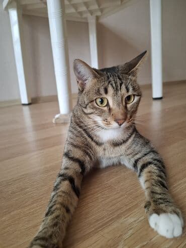 персидский кот: Самка, В добрые руки, Самовывоз — 5