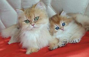 Erkək, Ünvandan götürmə lalafo.az -da Erkək, Ünvandan götürmə