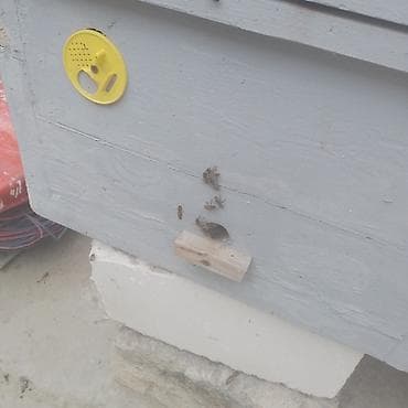 Arı ailələri və mini arıxanalar - Taxta mini-kovanlar: şəkillərdəki