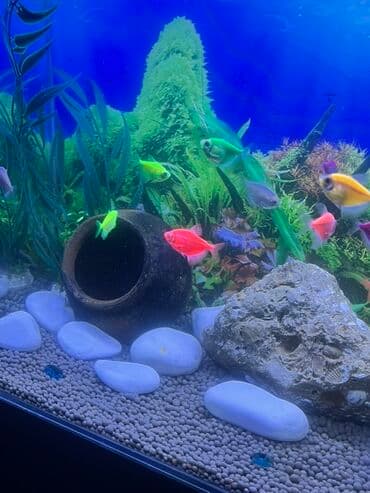 qus yuvasi duzeltmek: Akvarium-şkaf, Balıqlarla birlikdə, 90 l, Ödənişli çatdırılma — 8