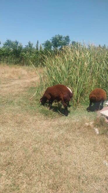 balasına sud verməyən qoyuna nə deyirlər: Məhsul: Qoyunlar (heyvandarlıq üçün) Təsvir: - Şəkillərdə təsərrüfat — 9