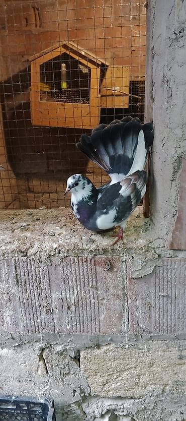 qızıl quş: Salam saglamdilar iki pavlindi qiymet ikisine aitdi biri mayadi — 3