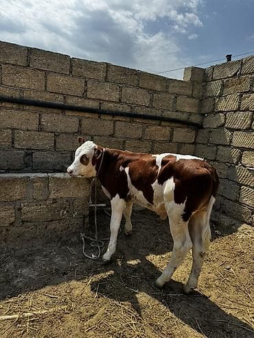 şinşila satılır: İki baş erkək cins buzovlar satılır. İkisi də süni mayalanmadan — 10