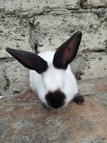 dovşan kamera: Kalfor dovsanlar temiz qan — 7