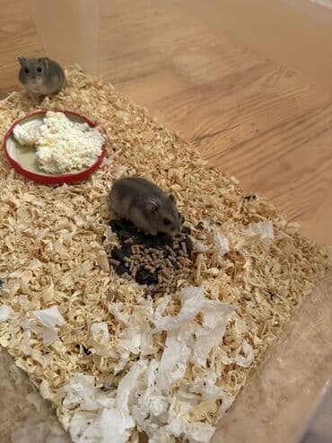 evren cuce yemi: Djungarian hamsterlər – balalar var, ortalar var, boyukler var🫶🏻 — 3