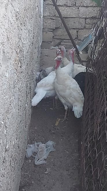 K/t heyvanları və malları: 1i 40azn 4dene dişi hinduşqalar 3ağ reng 1 qara 1de boz hinduşqalar — 2
