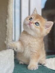 dişi pişik: Qızıl şinşilla, Dişi, Pulsuz çatdırılma — 12