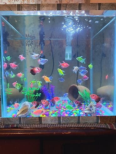 Glofish, Sülhsevər, Ünvandan götürmə — 2