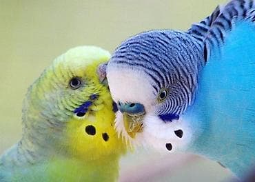 Bentley: Papugaylar optavoy 9 azn — 3