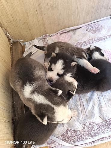 it yuvası satilir: Xaski, 1 ay, Dişi, Ünvandan götürmə — 5