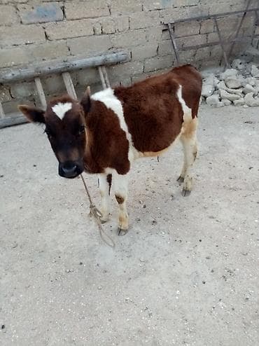 cuce ve xoruz: Dana, buzov, Erkək, ay: 5, Damazlıq — 3