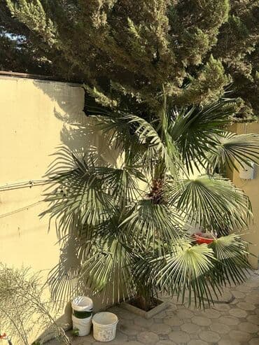 palma satisi: Palma ağacı satılır — 2