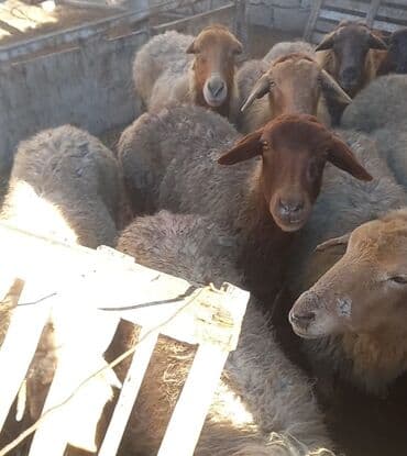 mal qoyun: Salam tam saglam 12 bogaz qoyunlar — 2