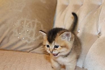 Digər heyvanlar: Qızıl şinşilla, Erkək — 10