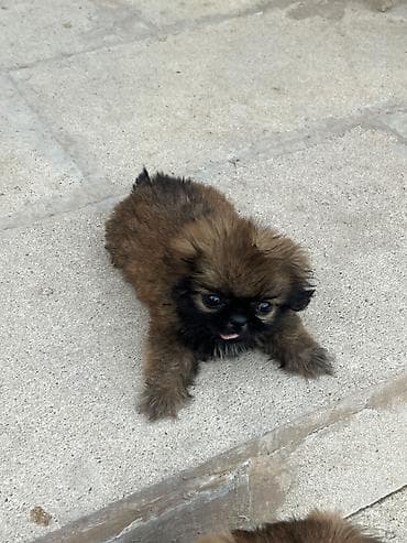 İtlər: Pekines, 3 ay, Ünvandan götürmə — 4