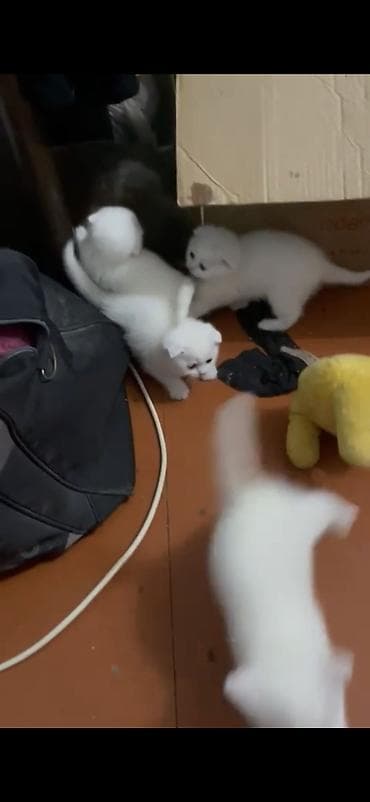 şotlan pişik: Şotland yastı qulaq, Erkək, Dişi — 2