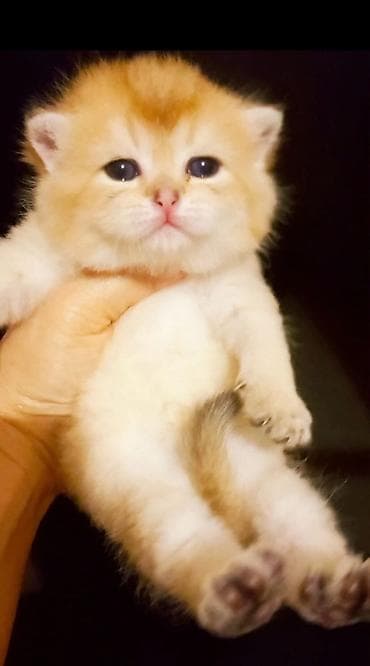 Akvariumlar: Şotland, Erkək, Yaxşı əllərə, Ünvandan götürmə — 2