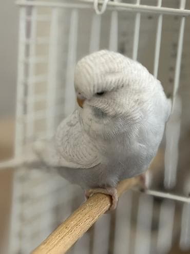 Akvariumlar: Temiz qan bala çex quşlardır ve ele oyresdırmek üçün ela vaxtdır ırı — 2