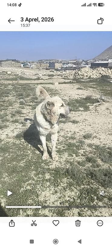 ev heyvanları: Qurdbasar, Peyvəndli — 3