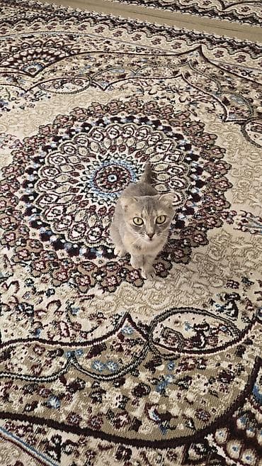 Şotland yastı qulaq lalafo.az -da Şotland yastı qulaq