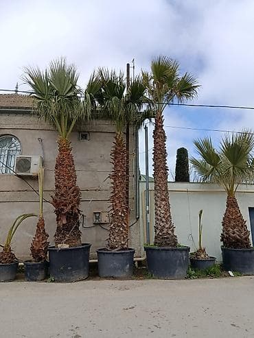 polad ağacı: Dekorativ palma ağacları – iri ölçülü, hündürlüyü 4-5 metr qablarda — 1