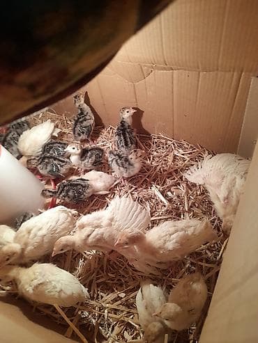 hinduska yumurtasi: Ag Kanada hindusqa cuceleri satilir 25 gunluk var sonu 15 man 10 — 2