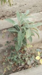 çinar ağacı: Yapon ezgili ağacı — 1