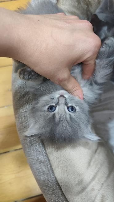 xoruz sekilleri: Boz tüklü balaca pişik balaları - Rəng: gümüşü/boz tonlarda, bəzi — 1