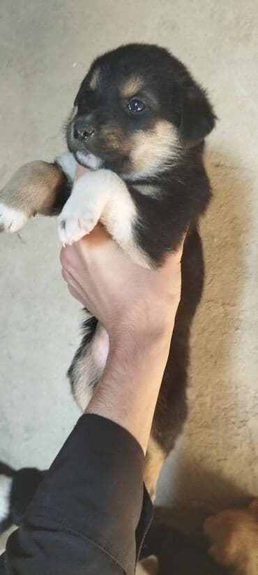 ən gözəl it adları: 1 ay — 2