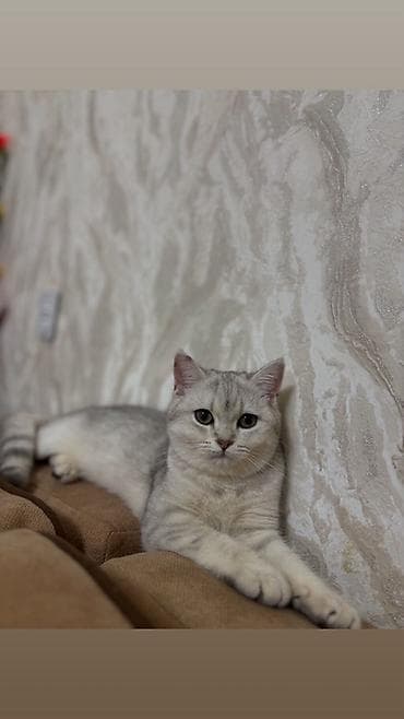 Şinşilla, Dişi, Yaxşı əllərə, Pulsuz çatdırılma