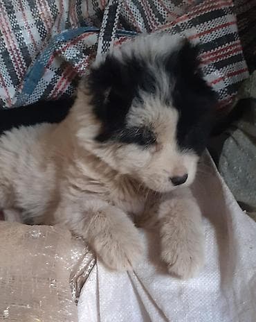 heyvan dermanlari: Qafqaz çoban iti, 1 ay, Dişi — 9