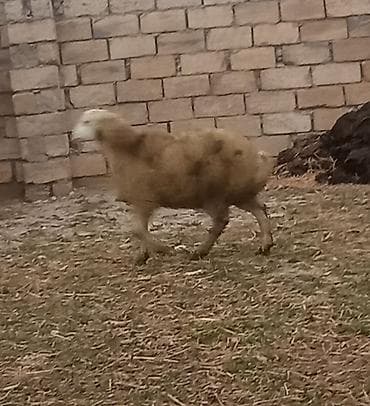 Əmilik quzular qomral dişidi boz erkek super kökdülər isdəyən əlaqə