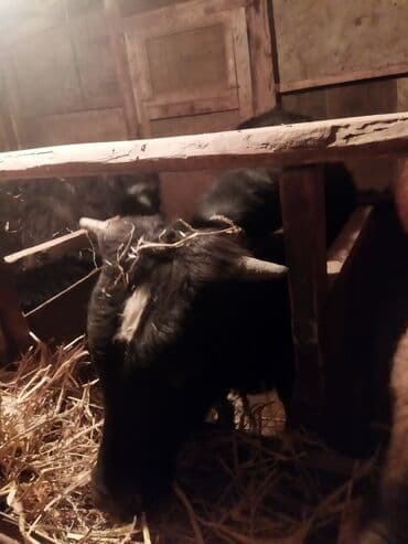 Dana, buzov, Erkək, ay: 1, 100 kq, Ətlik, Ünvandan götürmə