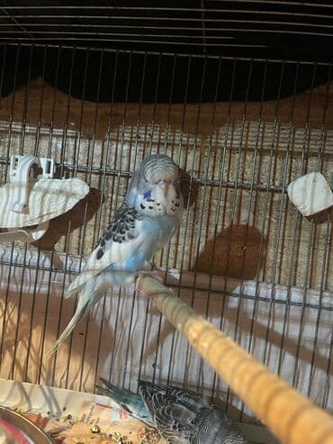 arı şəkilləri: Bülbül (dalmatin naxışlı, mavi-ağ rəng çaları) – əhliləşdirilmiş — 7