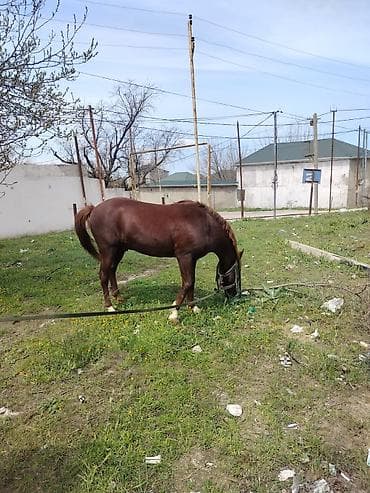 mal inək: Erkək, Qarabag, il: 5, Ünvandan götürmə — 6