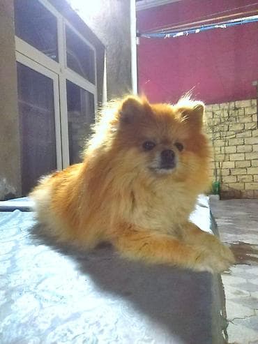 qax heyvan: Şpitz, 2 il, Erkek, Cütləşmə üçün — 1