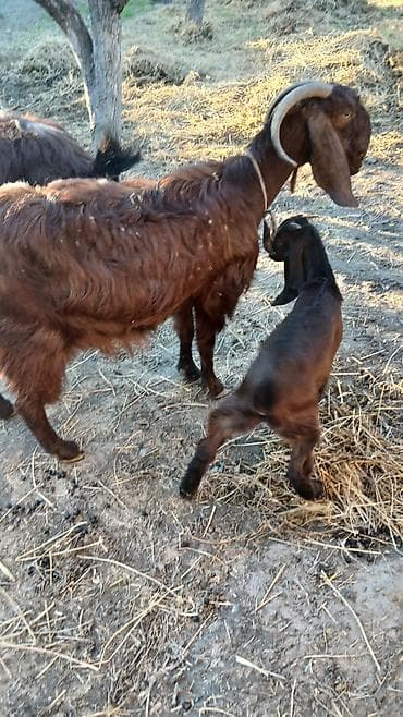 С/х животные и товары: Boer tipli keçilər – ana və balalar Təsvir: - Şəkillərdə Boer mənşəli — 6