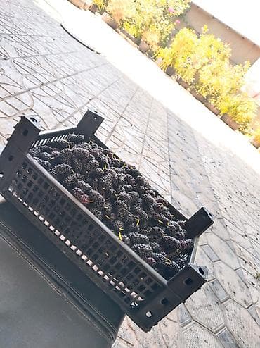 meyvə bağı: Təzə toplanmış tut meyvələri qara rəngdə, plastik qabda təklif olunur — 1