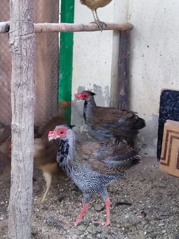 Gümüşü qırqovullar satılır lalafo.az -da Gümüşü qırqovullar satılır