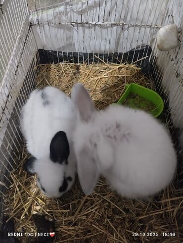 dovşanlar karlik: Holland və karlik qulaqları yeni qalxır ünvan Sabunçu — 1