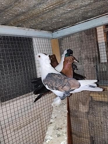 Hunkari maya satilir.20 manat.Unvan Şəki lalafo.az -da Hunkari maya satilir.20 manat.Unvan Şəki