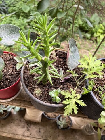 diffenbaxiya bitkisi haqqında: Her cure guler var veregliyin baxin ancag xanimlara satiş olur Gencedi — 17
