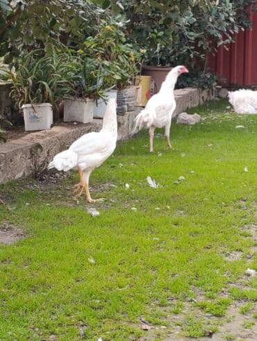 lalafo az heyvanlar: Ağ rəngli yerli toyuqlar – uzunsov bədənli, hündür ayaqlı, aktiv və — 2