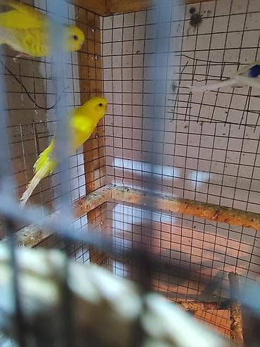 dalmatin: 3 ədəd bala vermiş 1 illik dişi papuqay. Cütə qoş bala versin. Cox — 2