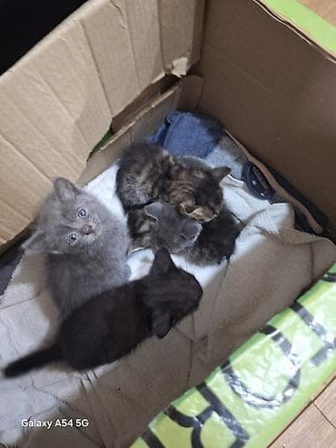 ucuz pisik satisi: Şotland, Erkək, Dişi, Yaxşı əllərə — 3